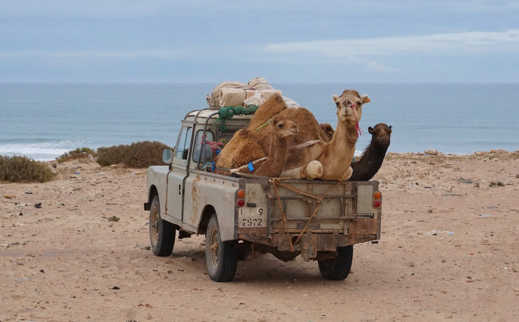 Kameltransport in der Westsahara