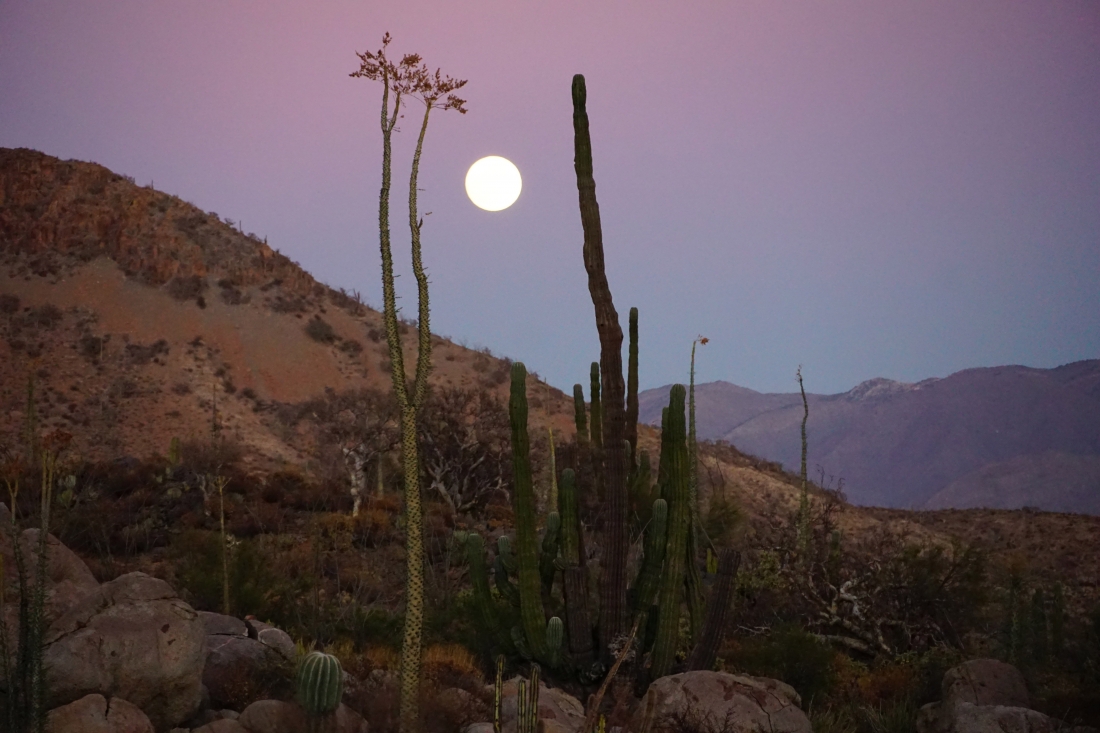 Vollmond über der Wüste, Baja California.