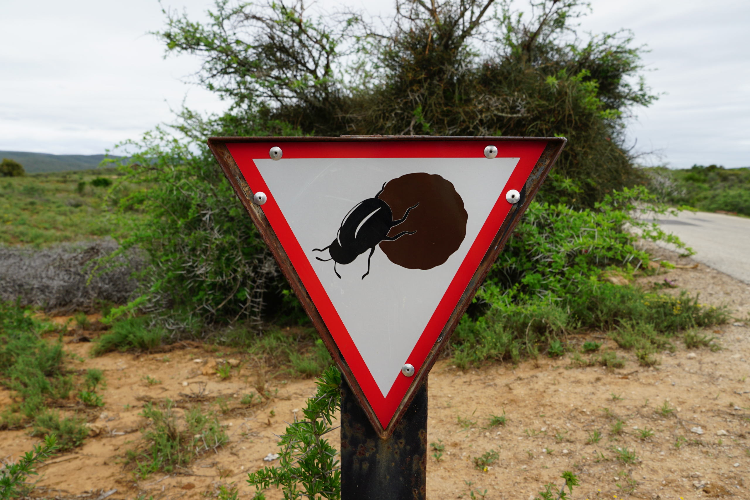 Mistkäfer haben Vorfahrt! Addo Elephant Park, Südafrika